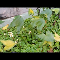 Regnellidium diphyllum (fam Marsileacees) (Am. sud) (Parc de la tete d'or) (1)